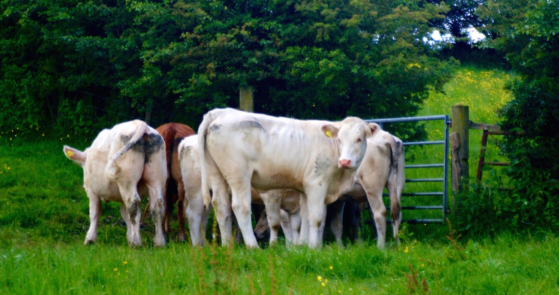 Cows on the Laurie Lee Wildlife Way (© Sara Chardin)