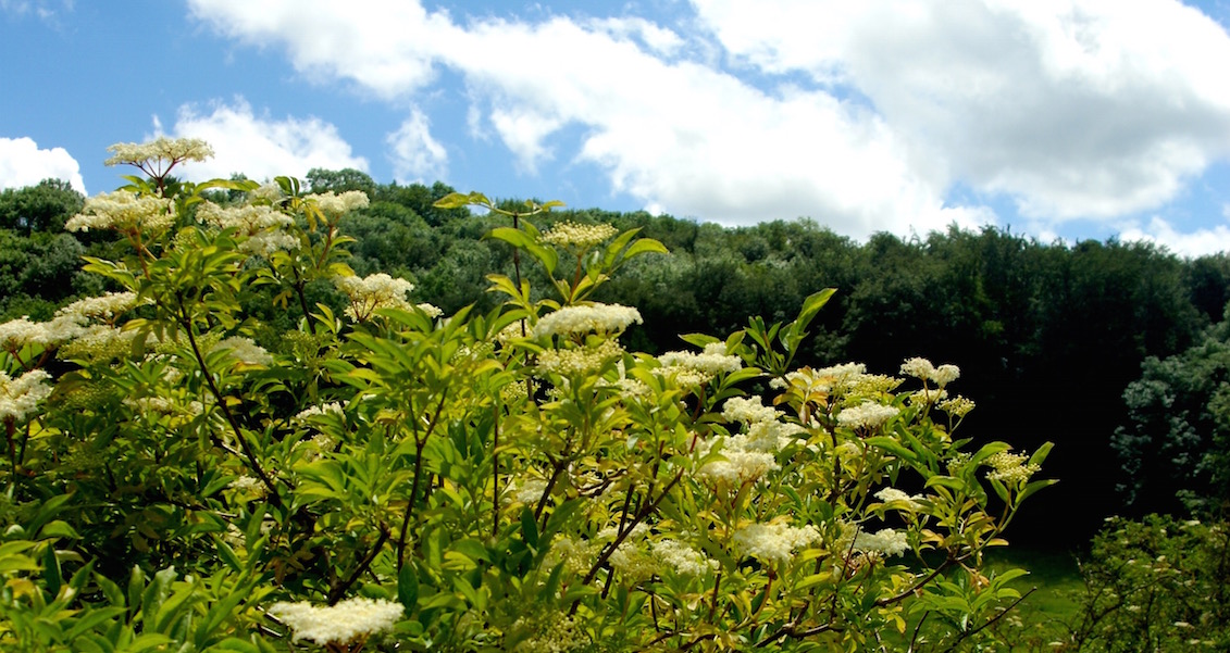 Elderflower Tree on Laurie Lee Wildlife Way (© Sara Chardin)