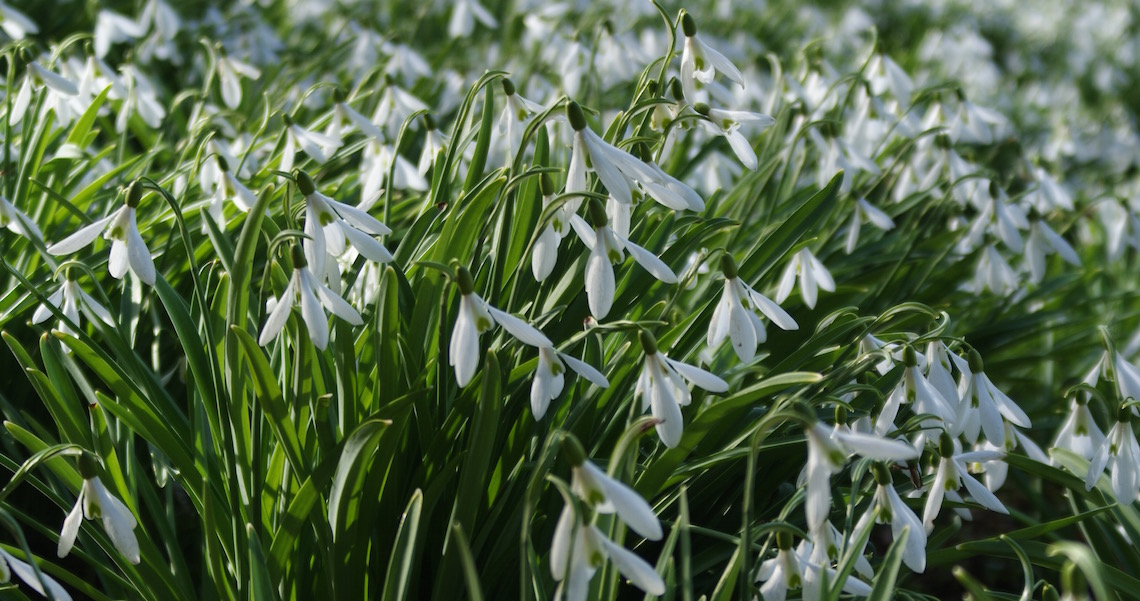 Rococo Snowdrops (© Sara Chardin)