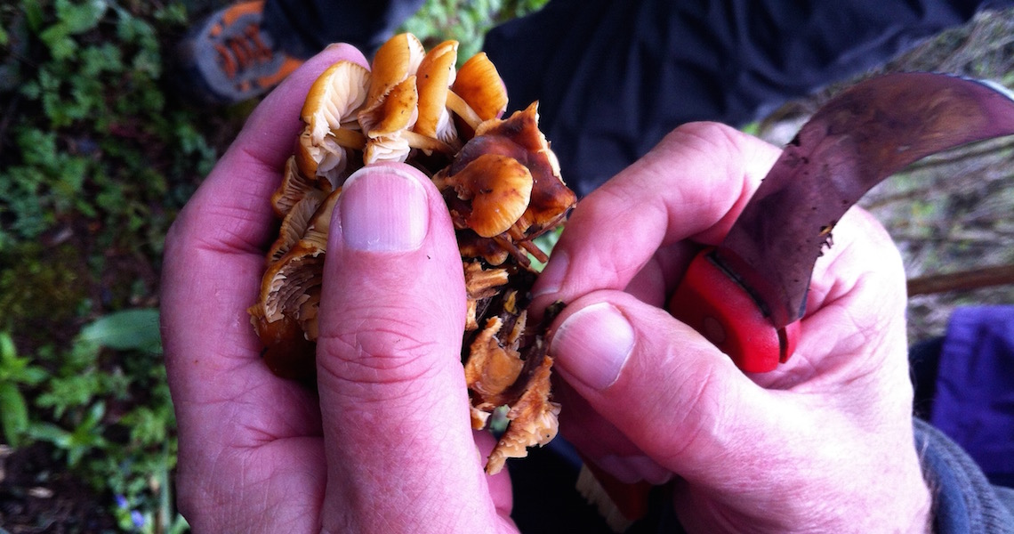 Foraged velvet shank mushrooms