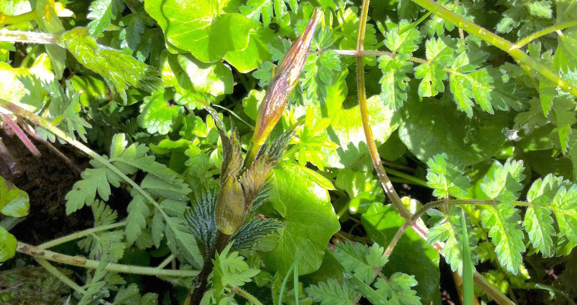 Foraging for wild hop shoots