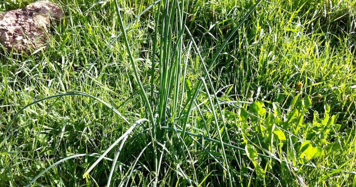Foraging for wild onion