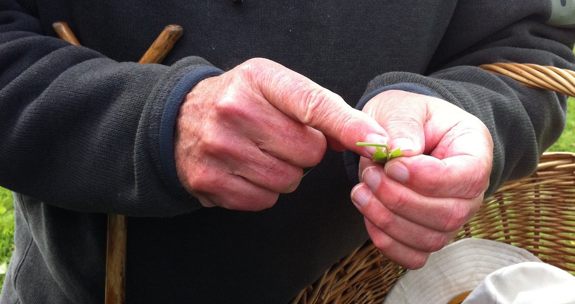 Wild sorrel