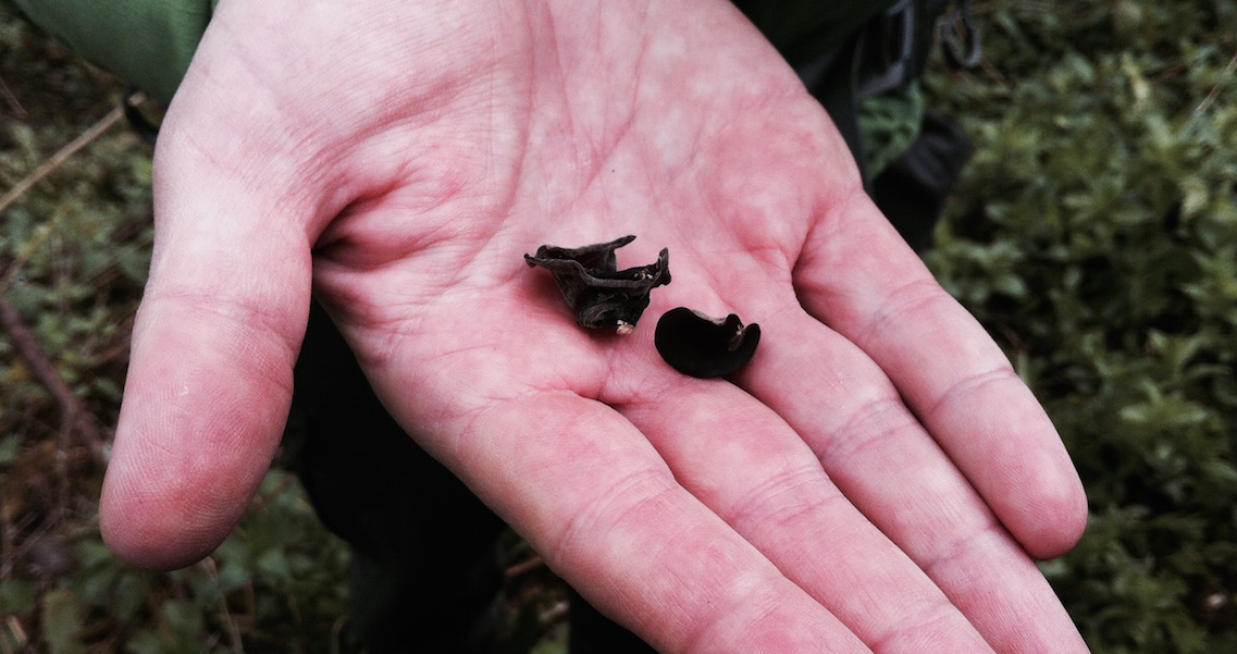 Wood ear mushrooms