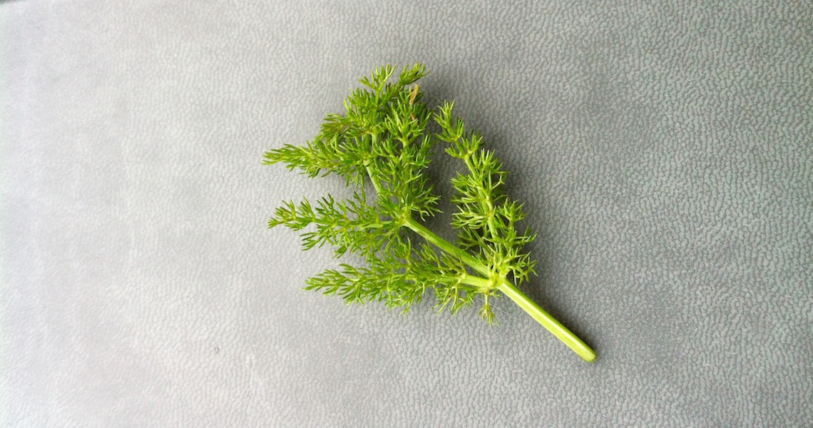 Foraged wild fennel