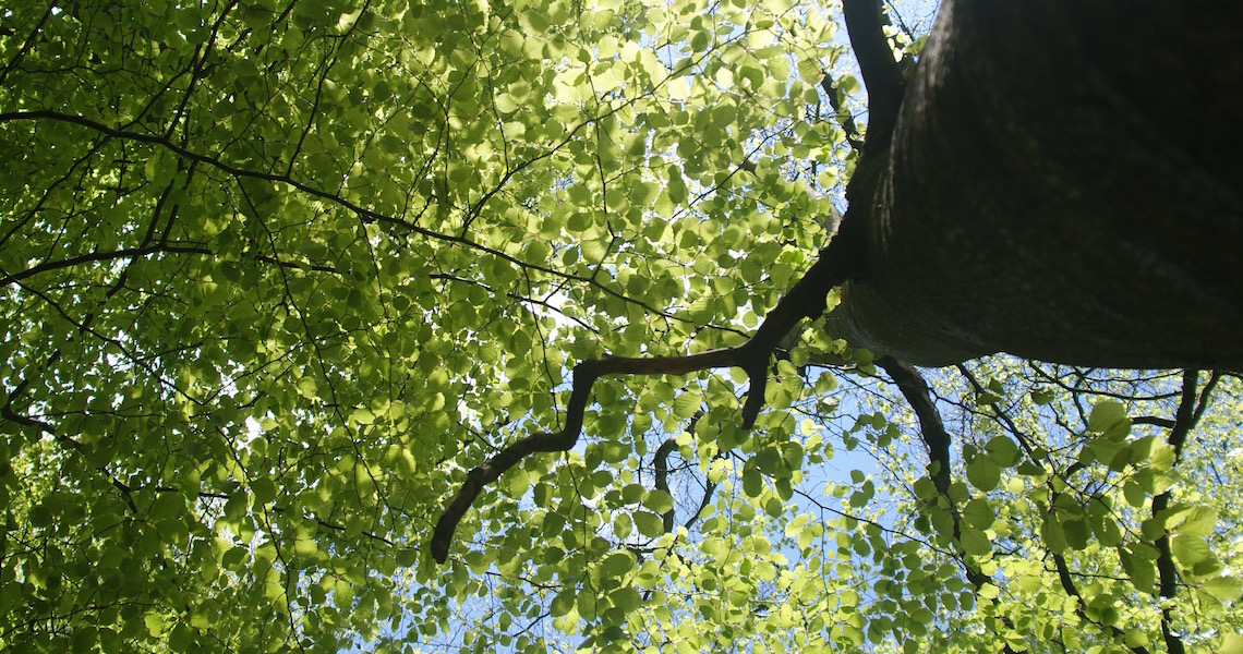 Beech tree woodland