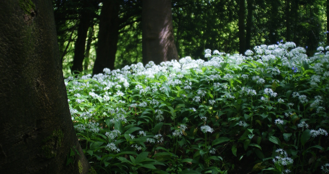 Wild garlic