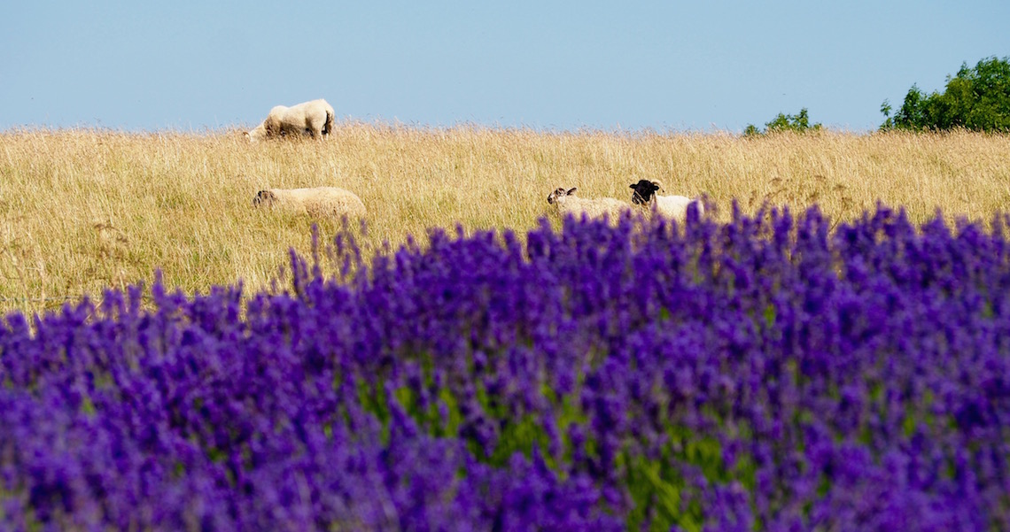 Cotswold Lavender Sheep