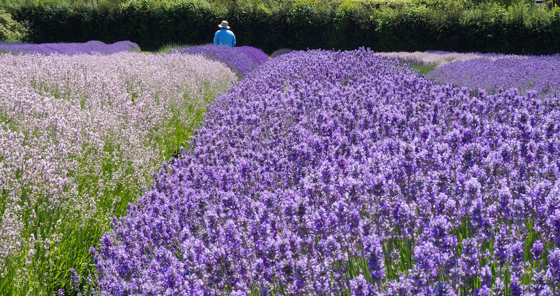 Cotswold Lavender Show Gardens