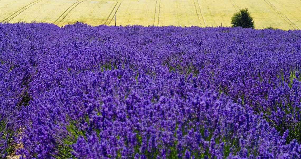Cotswold Lavender View
