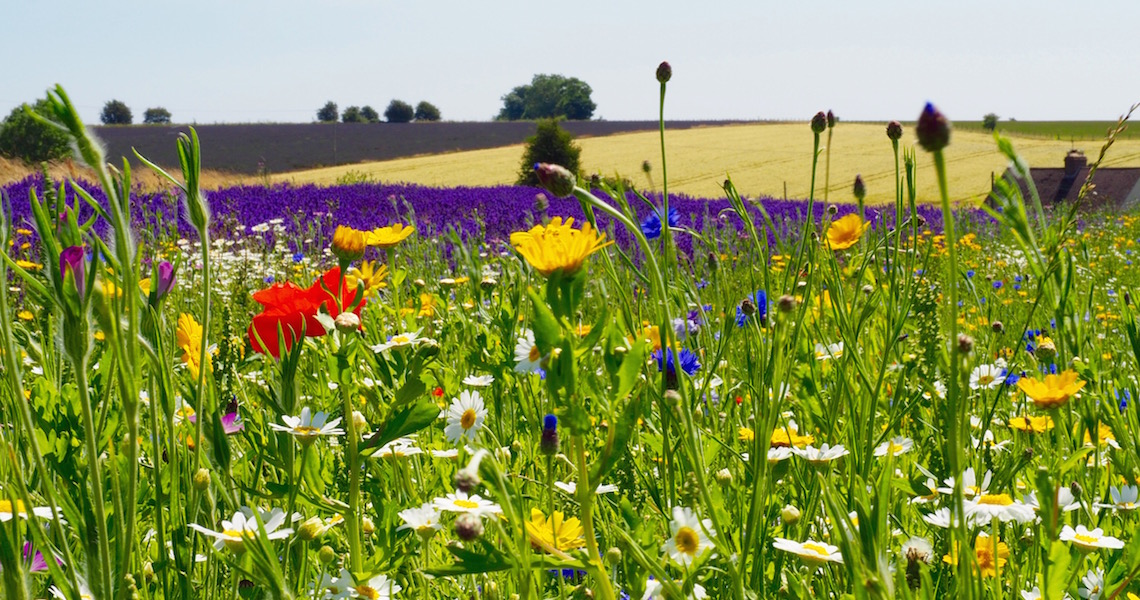 Cotswold Lavender Wildflowers