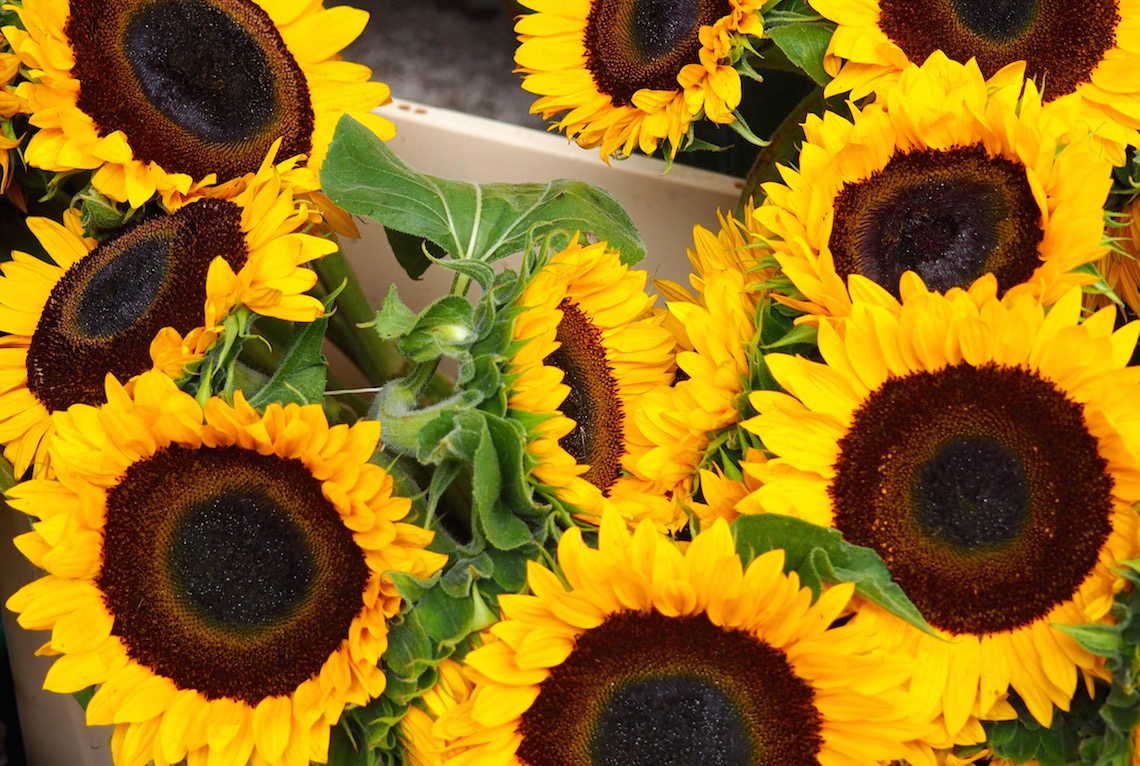 Sunflowers at Borough Market