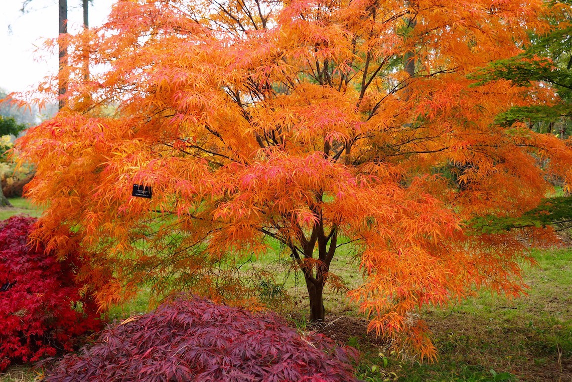 Acers in the Silk Wood