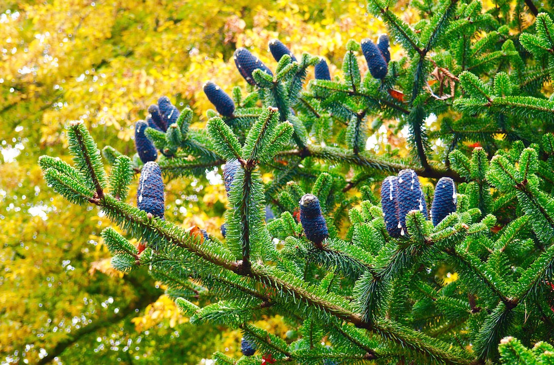 Blue cones spotted on the guided tour of the Old Arboretum