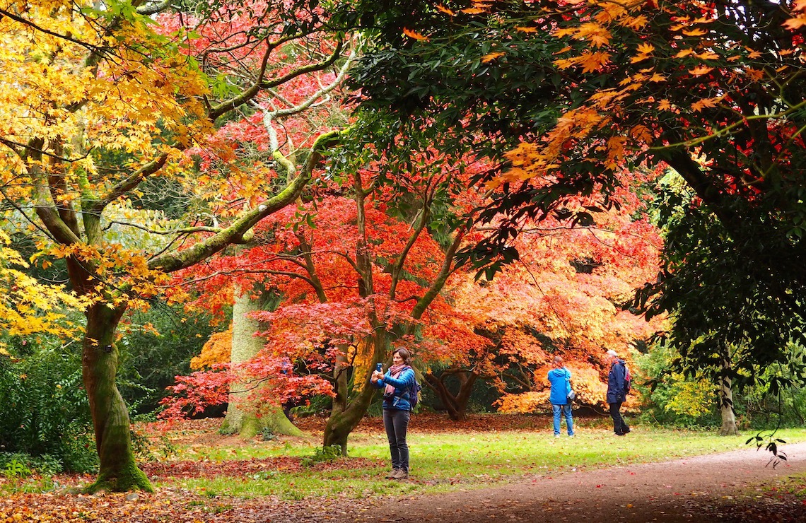 Visiting Westonbirt Arboretum