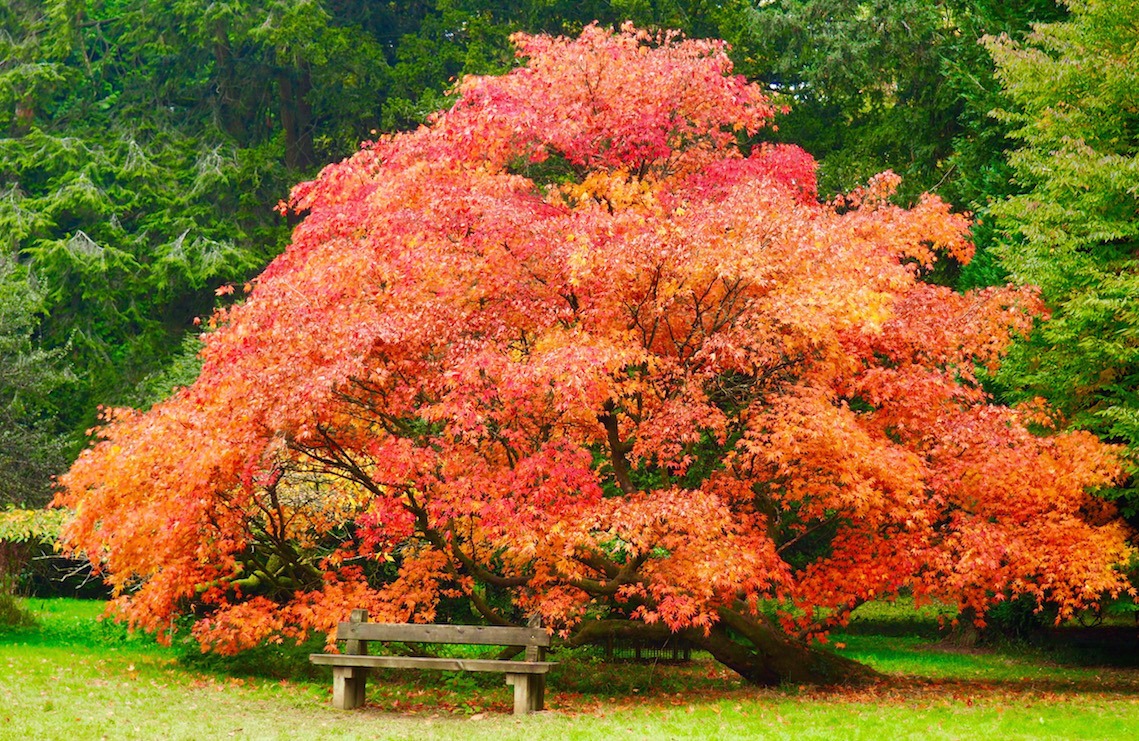 Visiting Westonbirt Arboretum