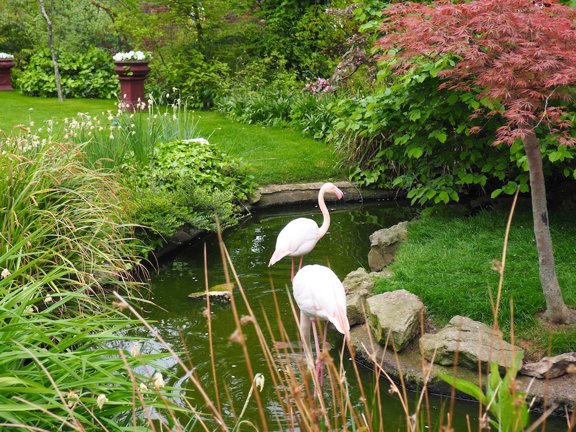 Flamingos in the English Woodland Garden