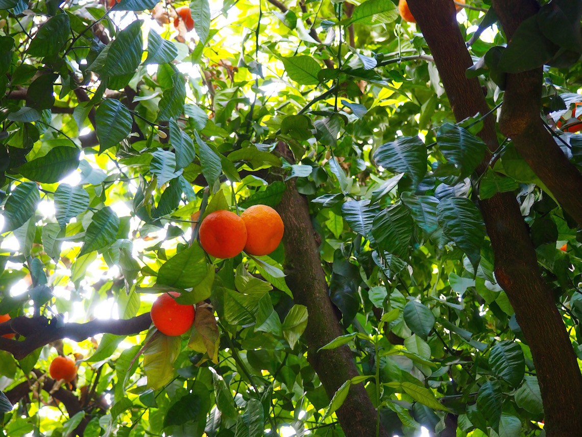 Seville oranges