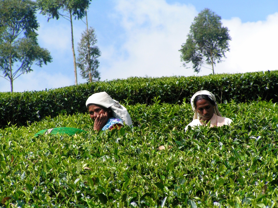 Tea picking in Sri Lanka (taken on a previous trip)