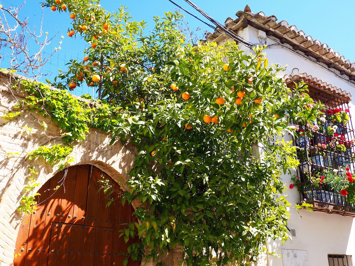 Orange trees in the Albaicin