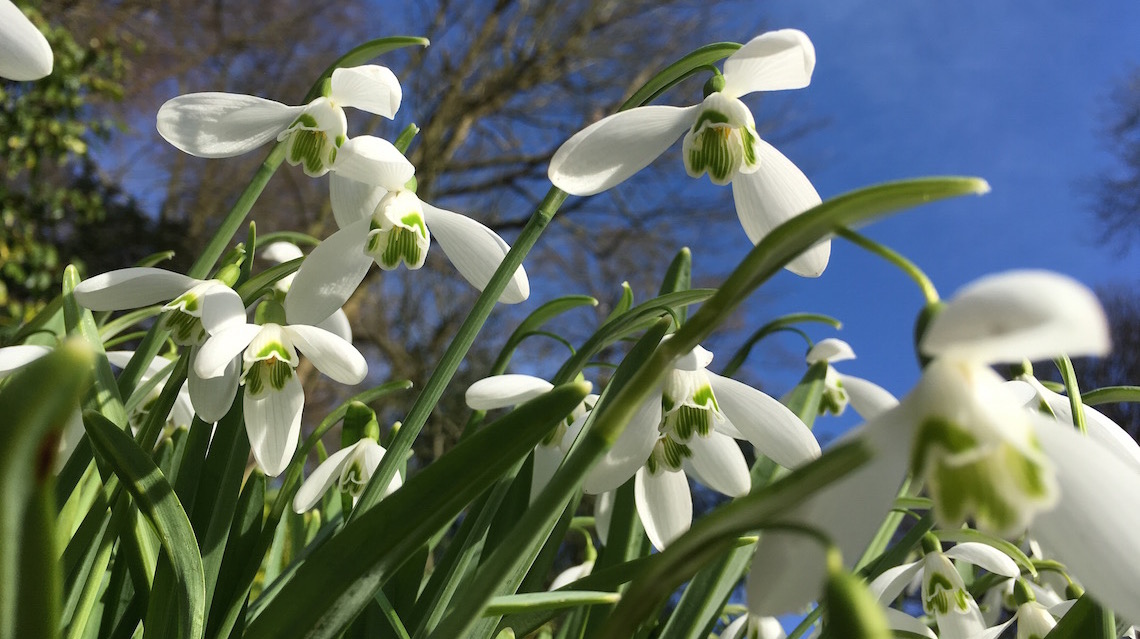 A bug's eye view of snowdrops at Painswick Rococo Garden