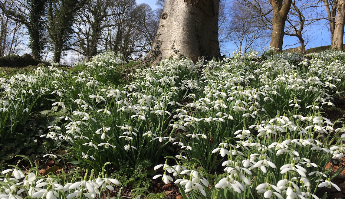 Snowdrops covering the bank at Painswick Rococo Garden