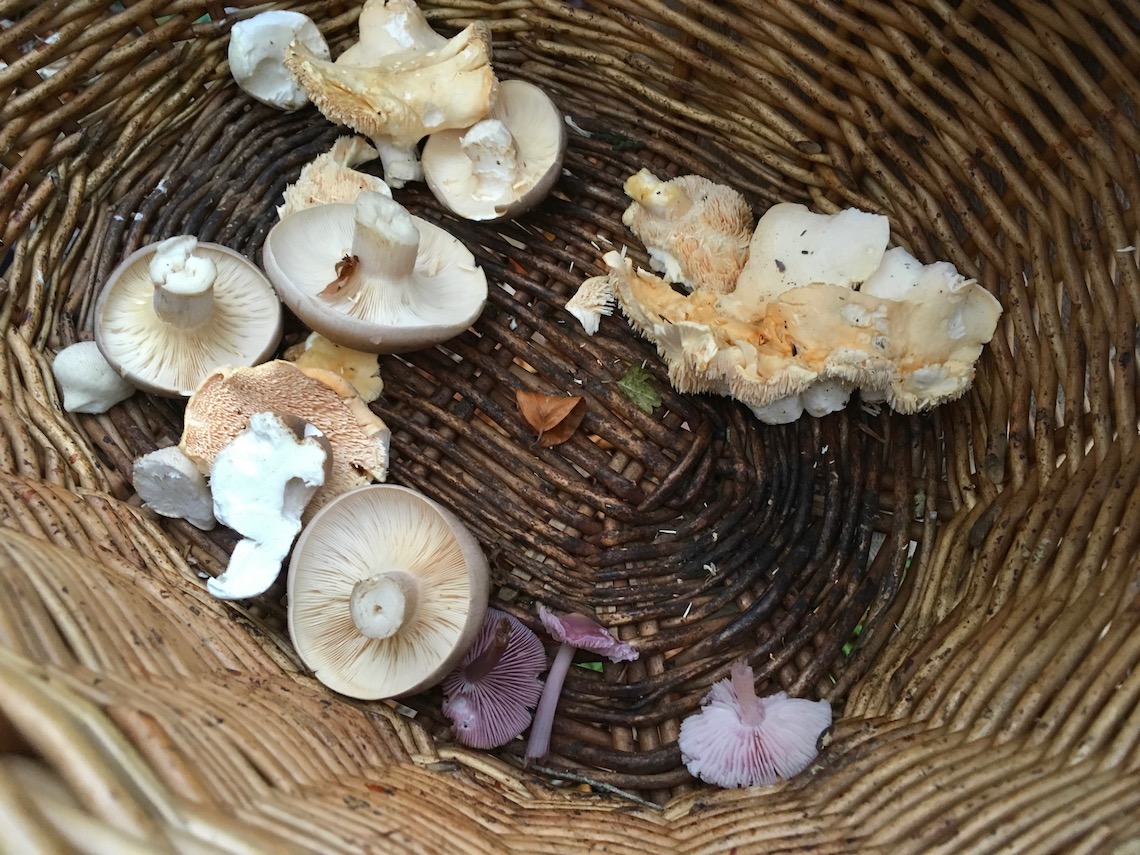 Basket of foraged mushrooms including amethyst deceiver