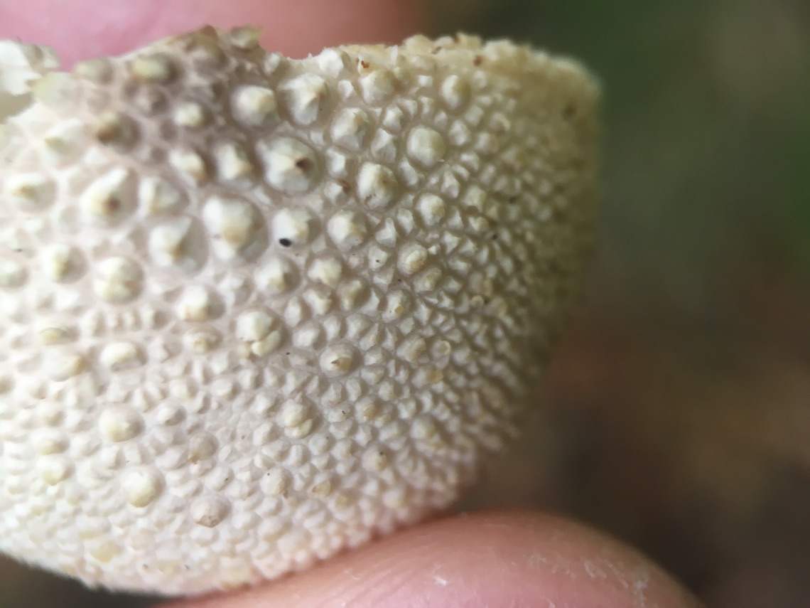 Close up macro image of a small puffball mushroom
