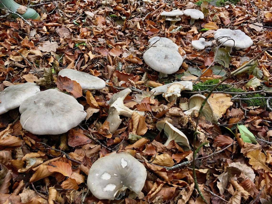 Clouded agaric mushrooms