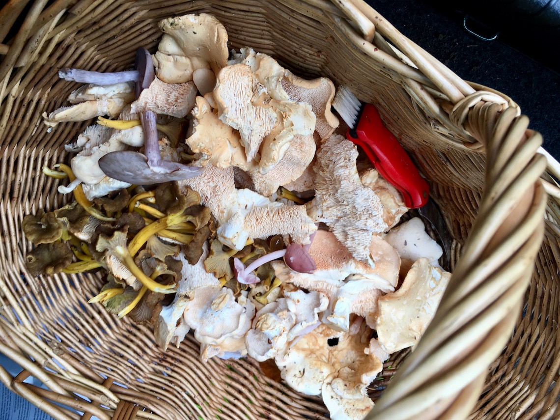 Classic Fried Puffball Mushrooms - Forager