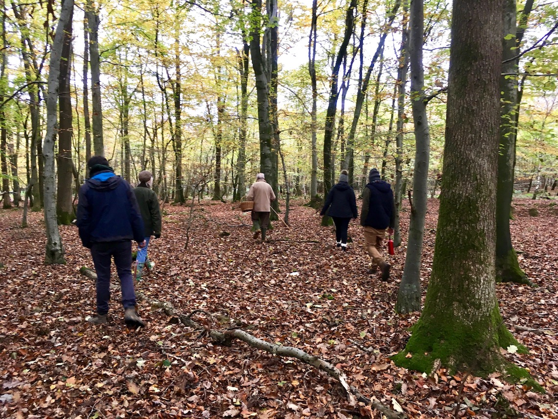 Foraging for mushrooms in the Forest of Dean