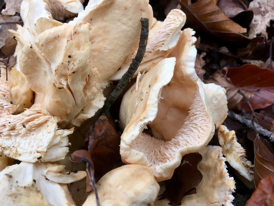 Hedgehog mushrooms or pied de moutons