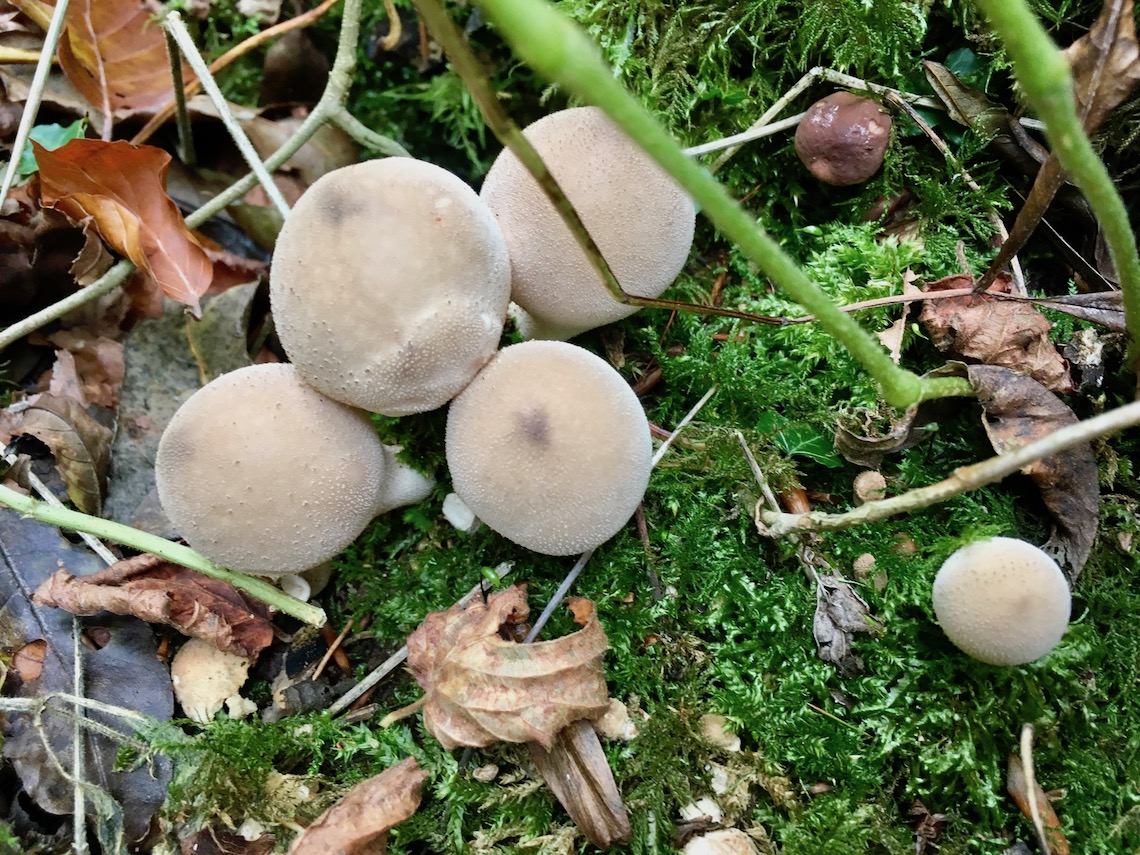 Puffballs - foraging mushrooms in the Forest of Dean