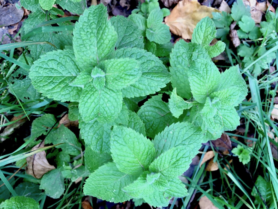 Spearmint, foraging in the Forest of Dean
