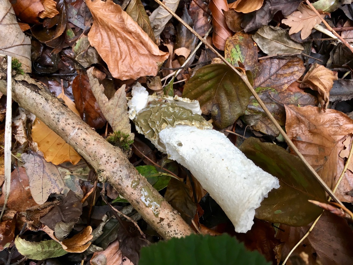 Stinkhorn