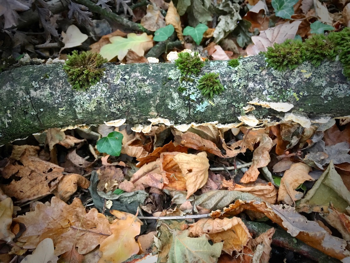 Turkey tail mushooms