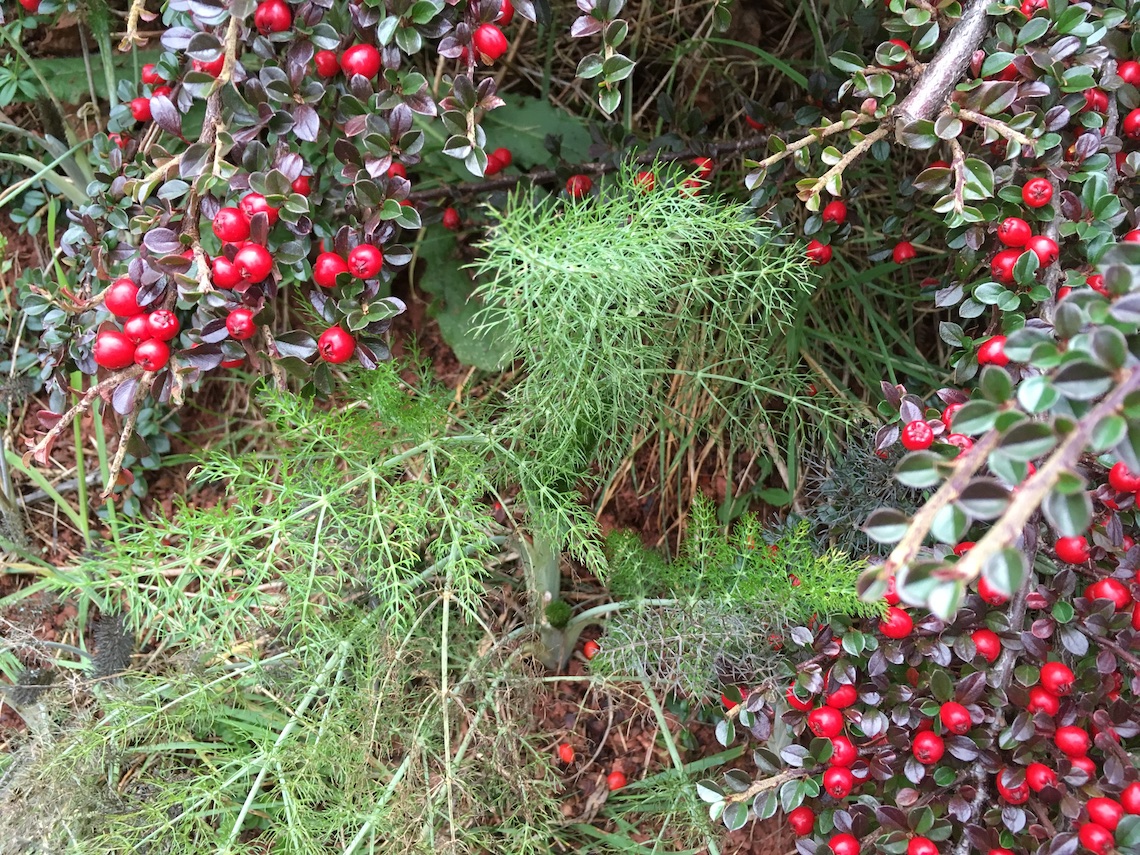 Wild fennel at Tudor Farmhouse in the Forest of Dean