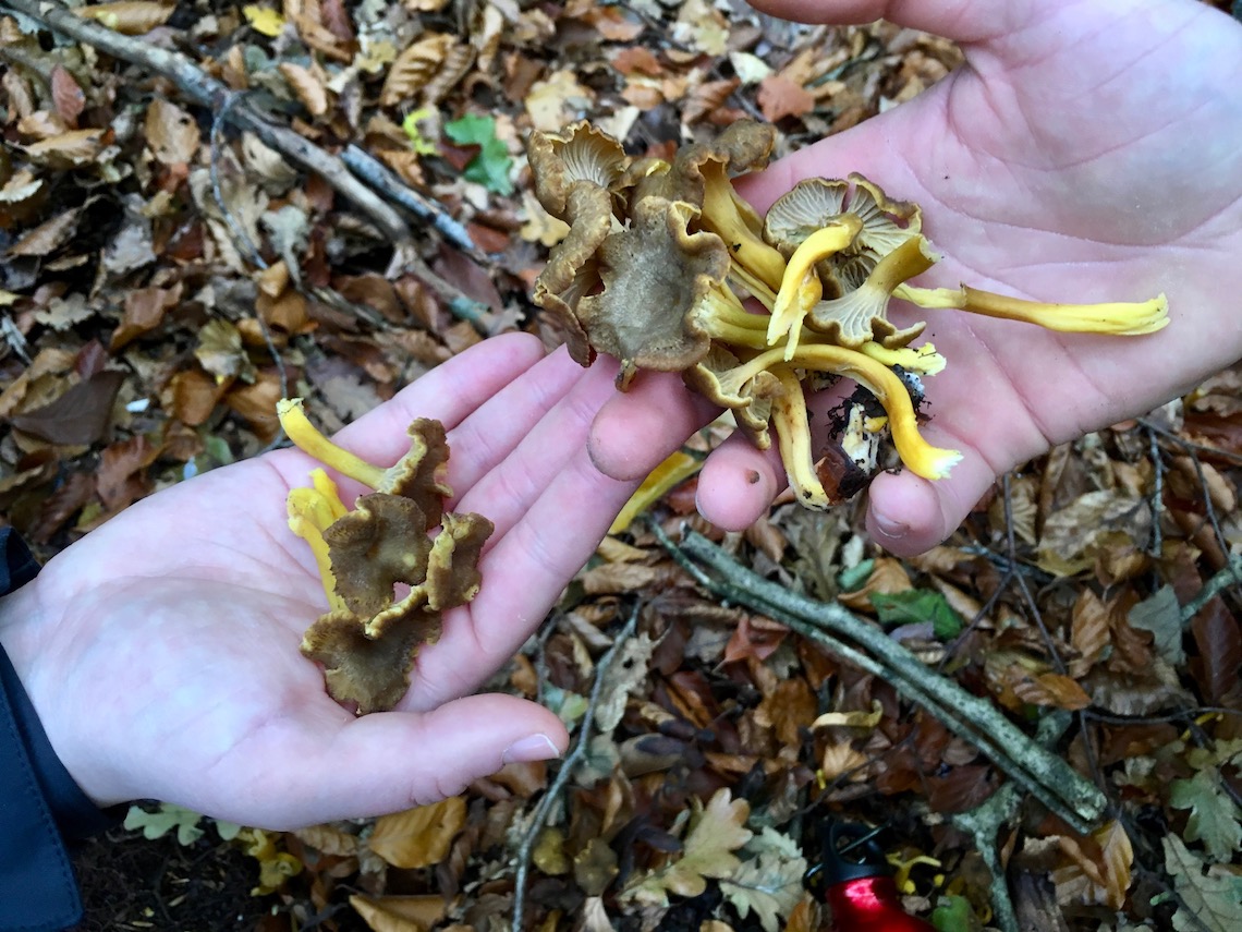 Yellow legged chanterelles