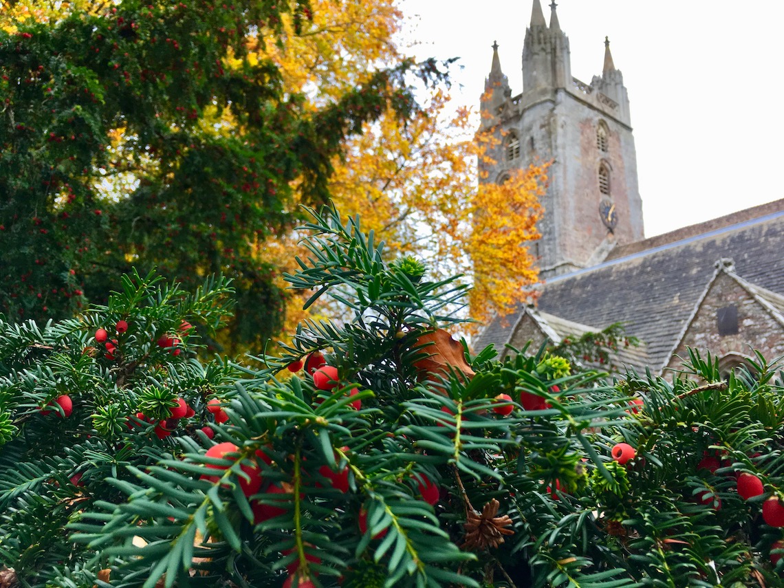 Yew berries in the churchyard at Newland