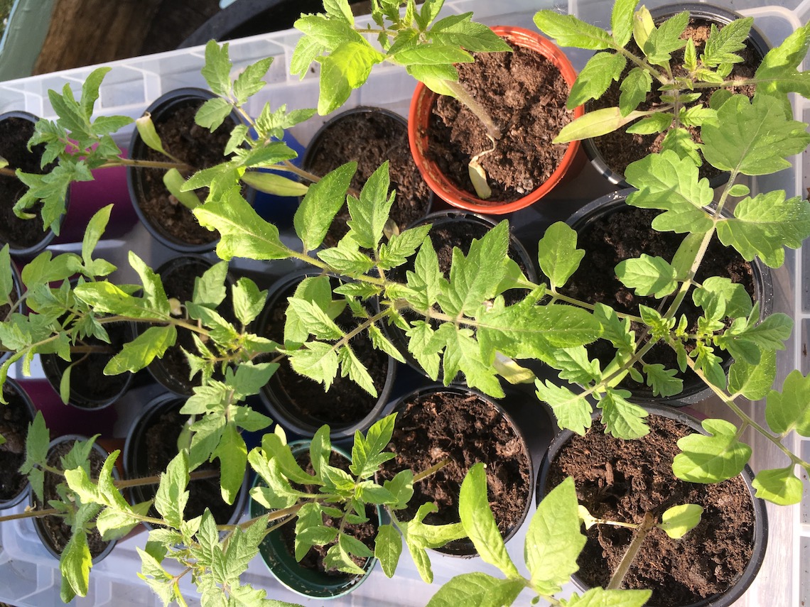 My tomato seedlings