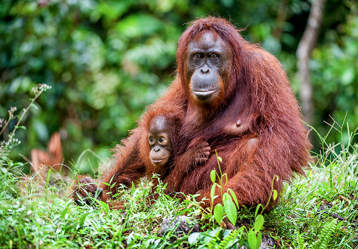 Orangutans (image sourced from www.iceland.co.uk)