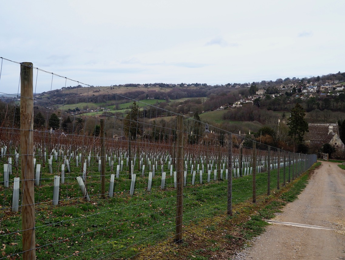 The view from Woodchester Valley Vineyard across to Amberley