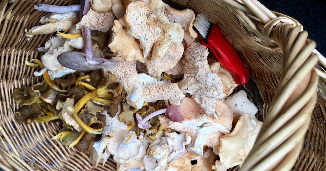 Foraged mushroom collection