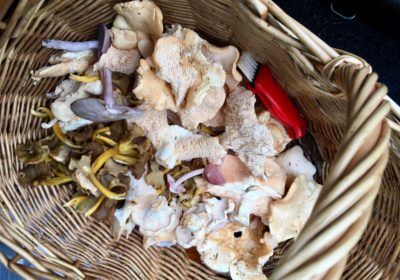 Foraged mushroom collection