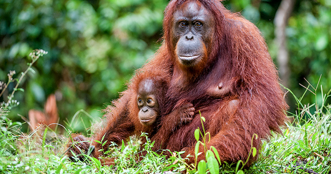 Orangutan (image sourced from www.iceland.co.uk)