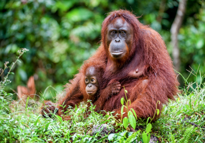 Orangutan (image sourced from www.iceland.co.uk)