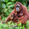 Orangutan (image sourced from www.iceland.co.uk)